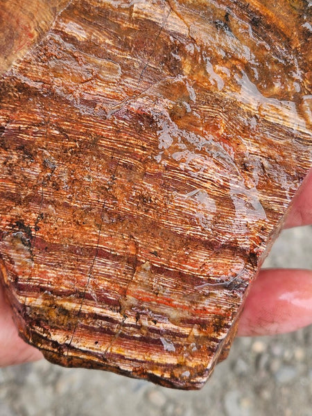 Snakeskin Jasper rough.  SSR 172