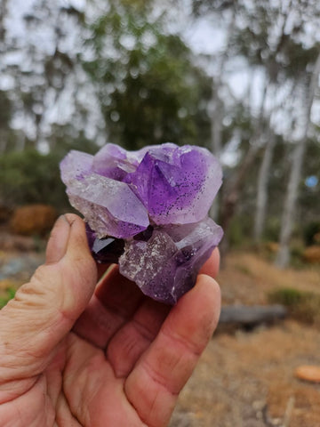 Wyloo Amethyst crystal cluster . AM151