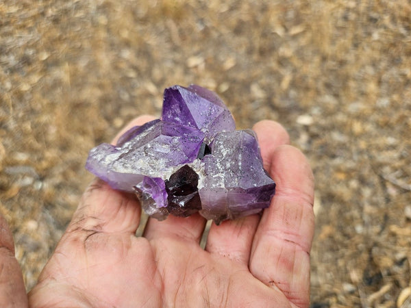 Wyloo Amethyst crystal cluster . AM151