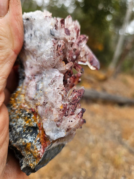 West Australian Quartz crystal cluster. XL118