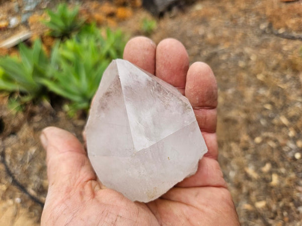 West Australian Quartz crystal . XL116