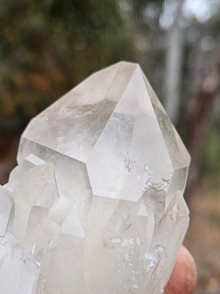 West Australian Quartz crystal . XL117