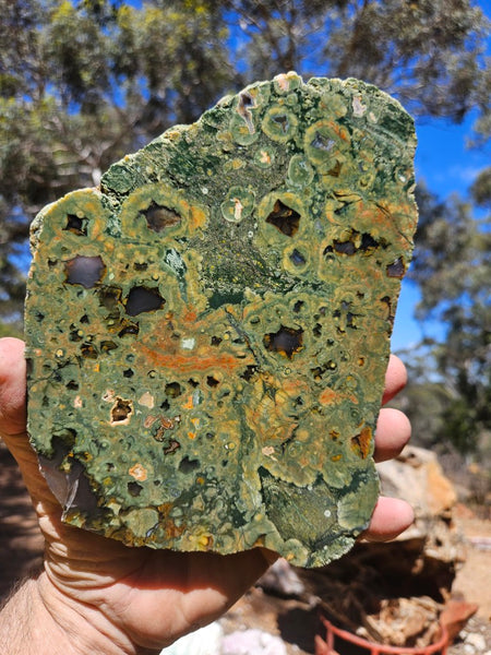 Polished Rainforest Jasper slab RFJ164