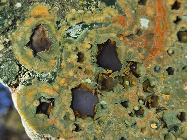 Polished Rainforest Jasper slab RFJ164