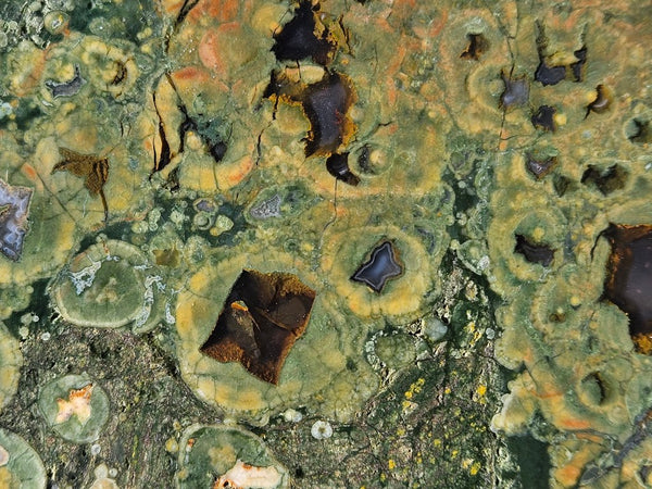 Polished Rainforest Jasper slab RFJ164