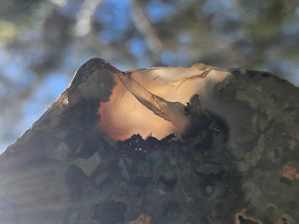 Polished Rainforest Jasper slab RFJ164