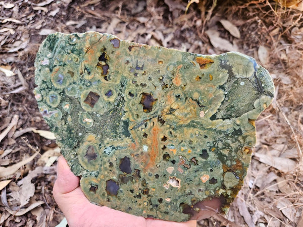 Polished Rainforest Jasper slab RFJ164
