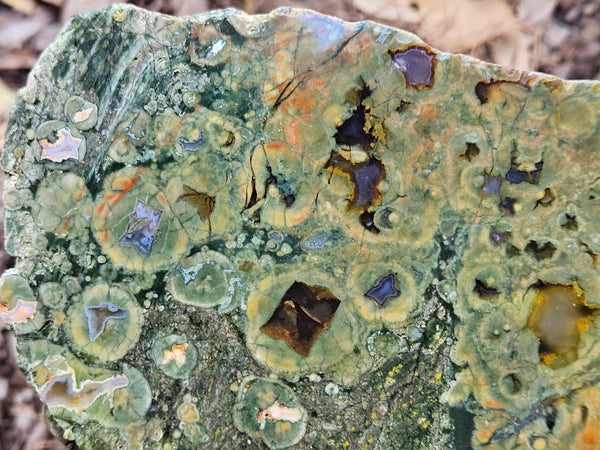 Polished Rainforest Jasper slab RFJ164