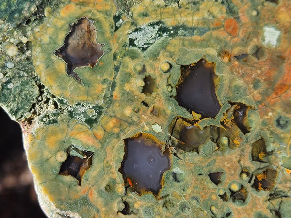 Polished Rainforest Jasper slab RFJ164