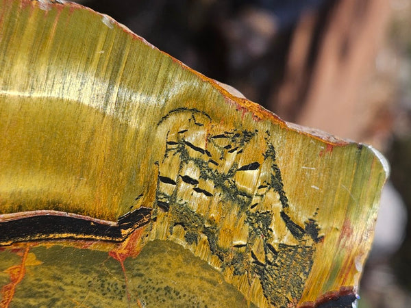 Polished Tiger Eye slab TE491