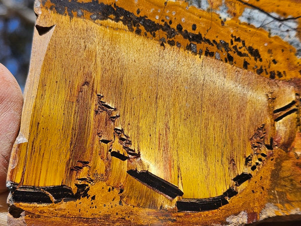 Polished Tiger Eye slab TE492