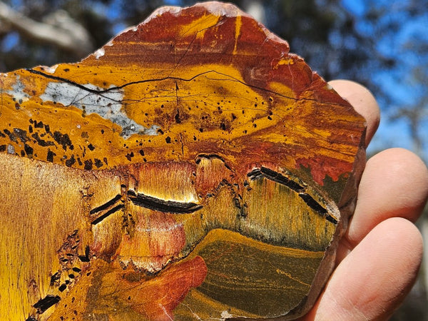 Polished Tiger Eye slab TE492