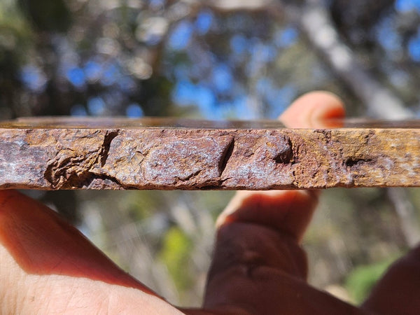 Polished Tiger Eye slab TE492