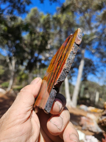 Polished Tiger Eye slab TE493