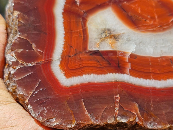 Polished Pilbara Agate PA284