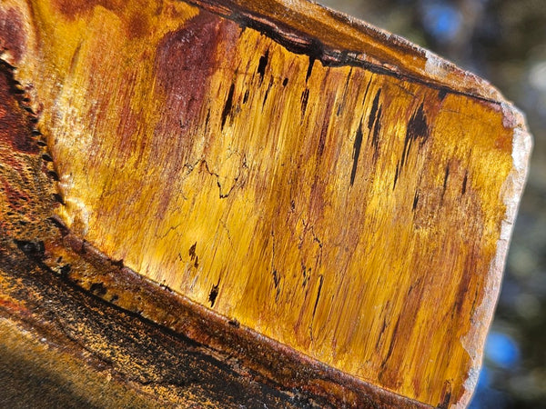 Polished Tiger Eye  TE490