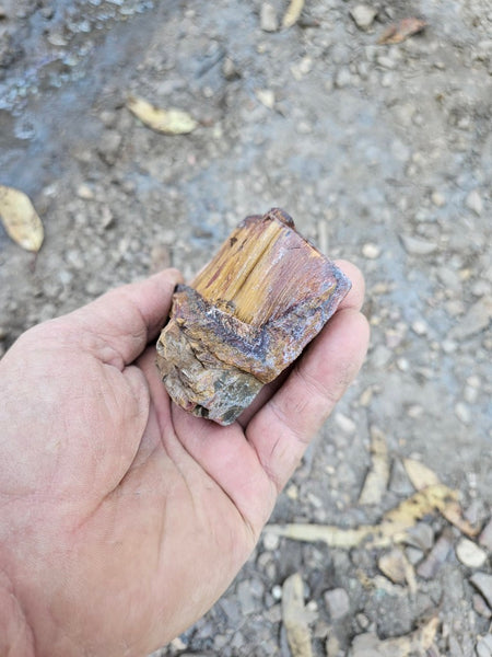 Polished Tiger Eye  TE490