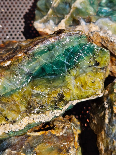 8 pieces of Green Opal  rough.  GOR 142