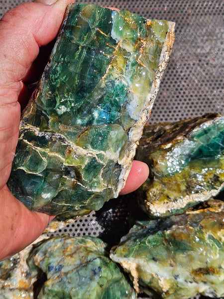 8 pieces of Green Opal  rough.  GOR 142