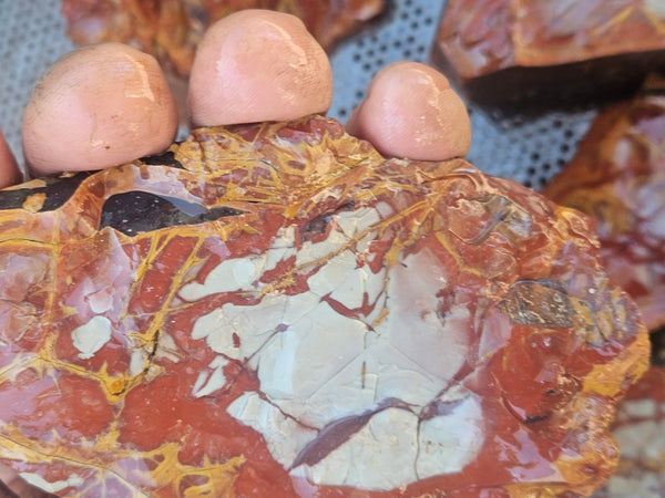 Noreena Jasper rough NJR193