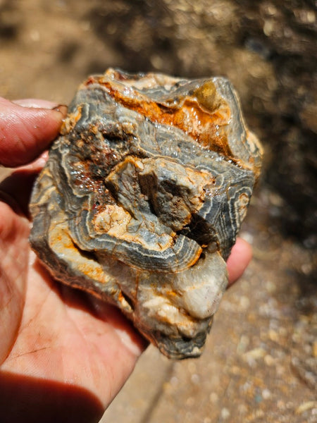 Wyloo Agate rough . WAR115