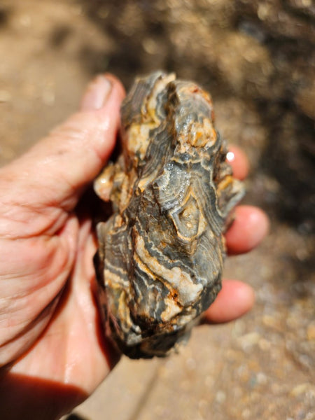 Wyloo Agate rough . WAR115