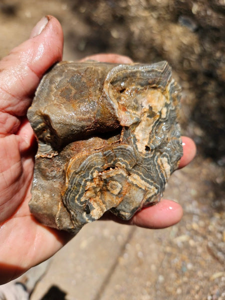 Wyloo Agate rough . WAR115