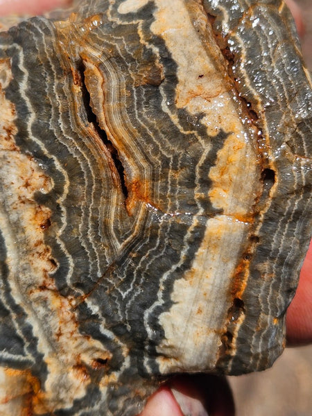 Wyloo Agate rough . WAR115