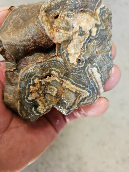 Wyloo Agate rough . WAR115