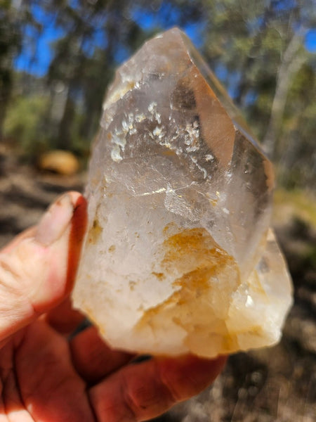 West Australian Quartz crystal . XL119