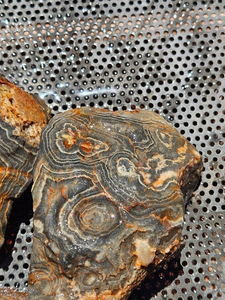 Wyloo Agate rough . WAR116