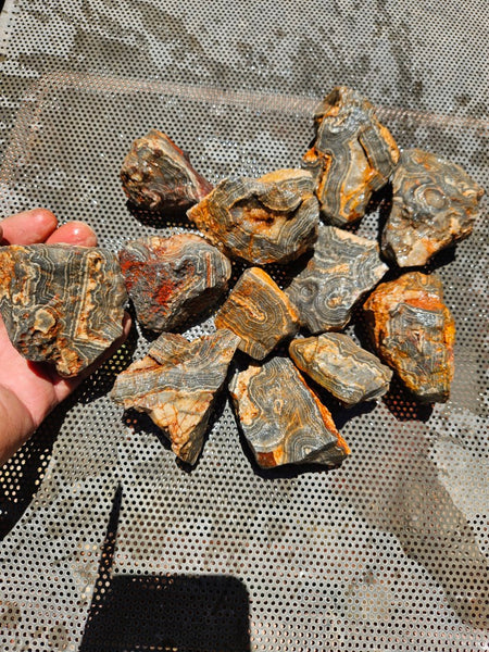 Wyloo Agate rough . WAR116