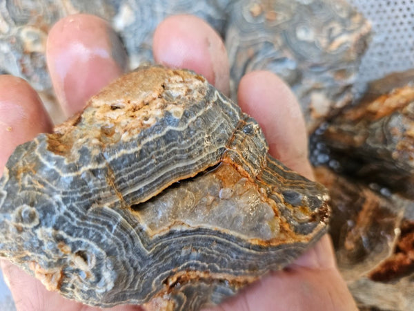 Wyloo Agate rough . WAR114