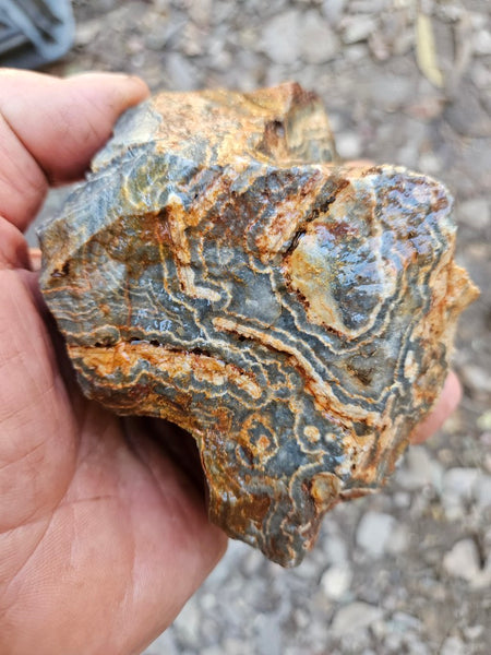 Wyloo Agate rough . WAR114