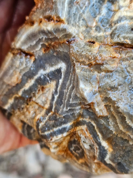 Wyloo Agate rough . WAR114