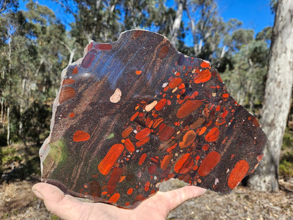Jelly Bean Jasper polished slab JBJ361