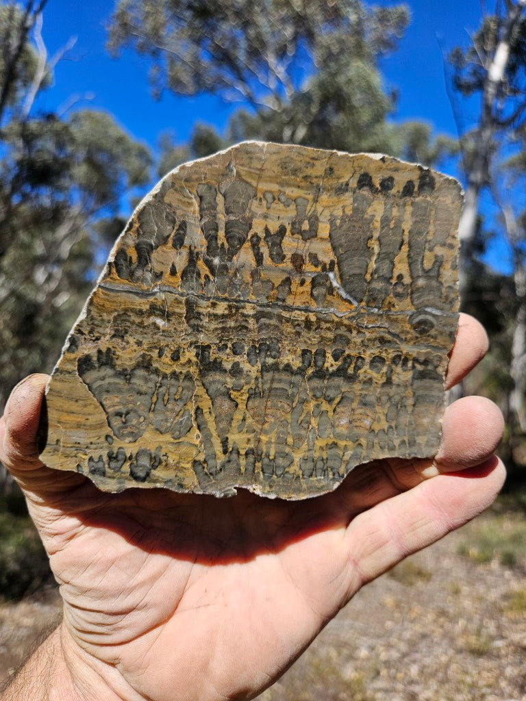 Polished fossil stromatolite slab. Asperia digitata YD114