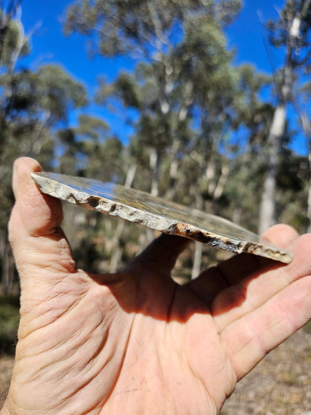Polished fossil stromatolite slab. Asperia digitata YD114
