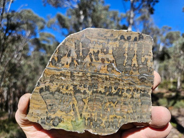 Polished fossil stromatolite slab. Asperia digitata YD114