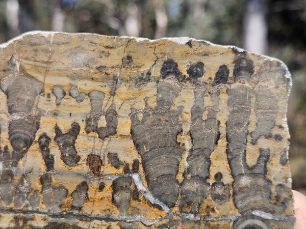 Polished fossil stromatolite slab. Asperia digitata YD114