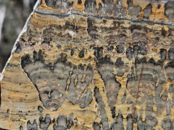 Polished fossil stromatolite slab. Asperia digitata YD114
