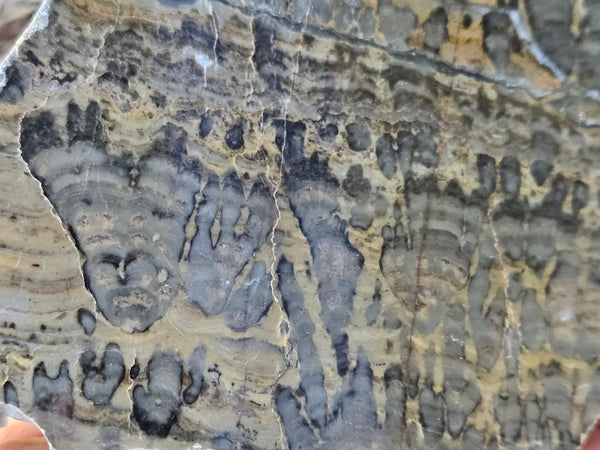 Polished fossil stromatolite slab. Asperia digitata YD114