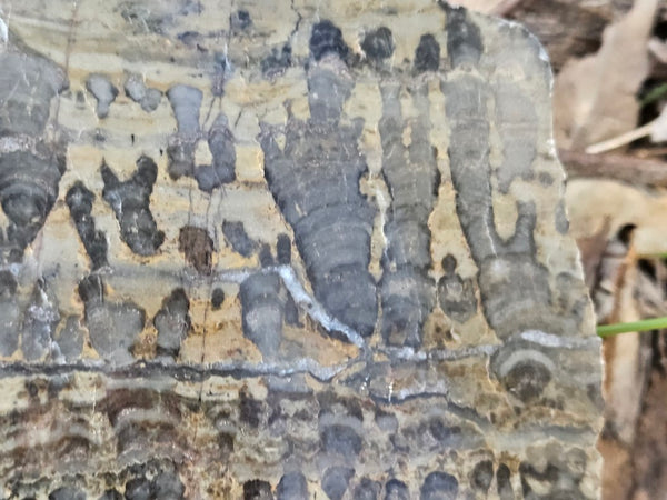 Polished fossil stromatolite slab. Asperia digitata YD114