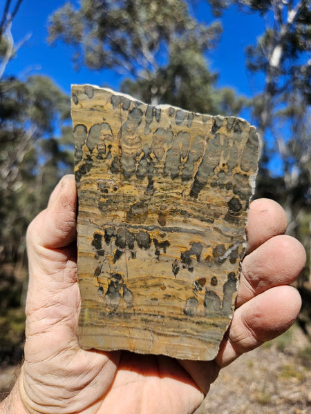 Polished fossil stromatolite slab. Asperia digitata YD115