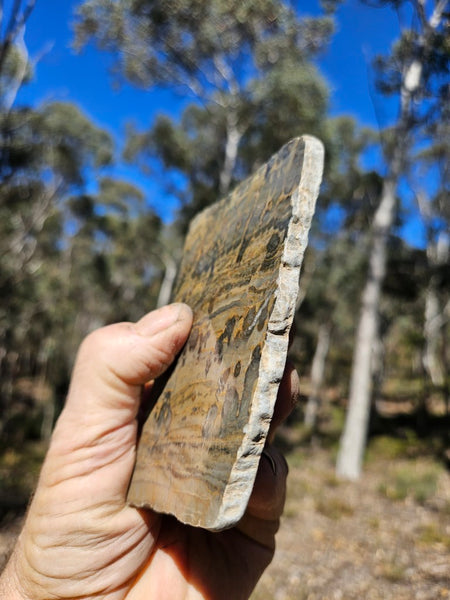 Polished fossil stromatolite slab. Asperia digitata YD115