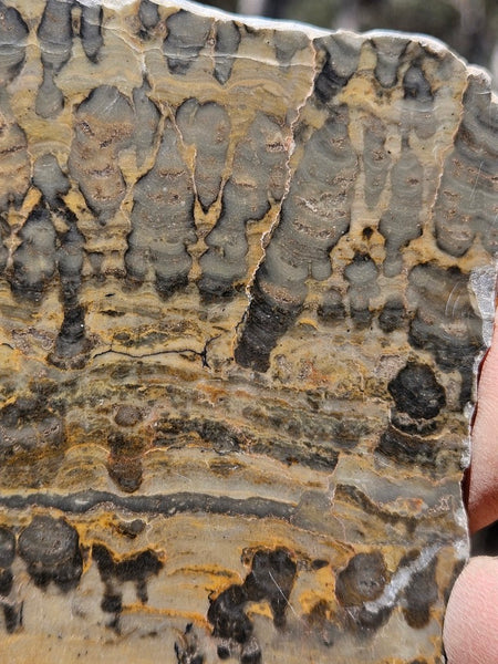 Polished fossil stromatolite slab. Asperia digitata YD115