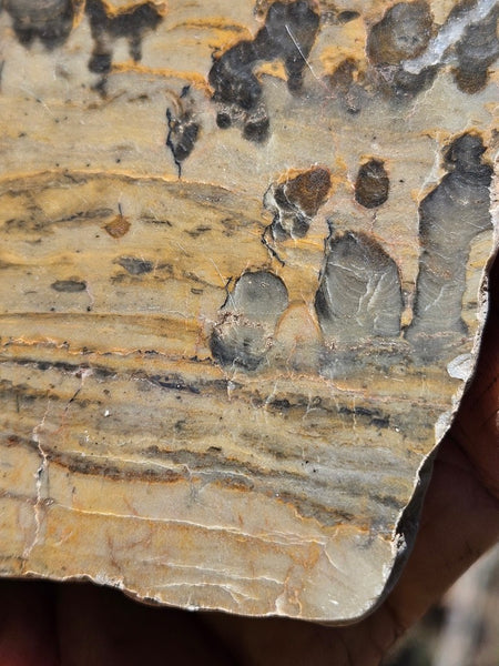 Polished fossil stromatolite slab. Asperia digitata YD115