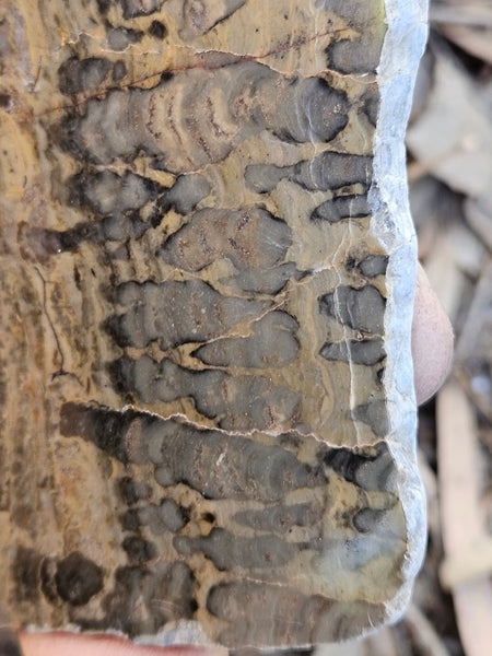 Polished fossil stromatolite slab. Asperia digitata YD115