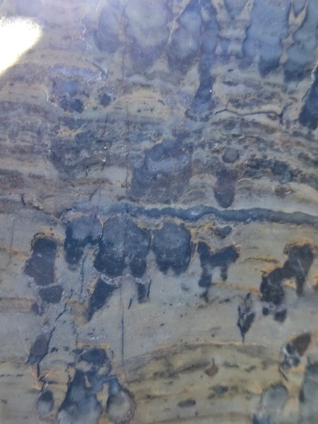 Polished fossil stromatolite slab. Asperia digitata YD115