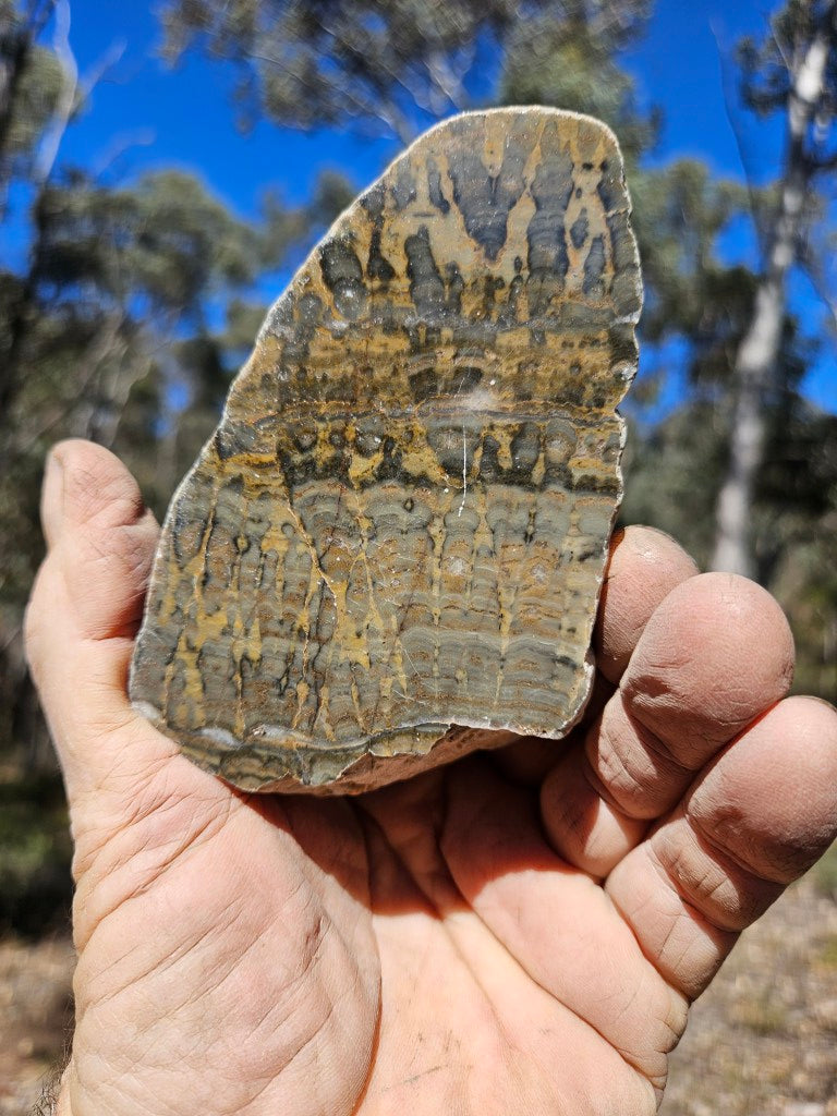 Polished fossil stromatolite . Asperia digitata YD116